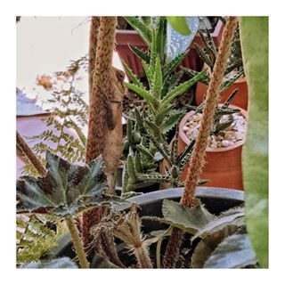 A game of hide and seek with nature.
Can you spot the lizard?
Comment and let us know if you caught this camouflaged creature

Picture credits 📷: @nilush_lushyourlivingspace

#ColomboLiving #Colombo #Colombocity #Colombolife #Srilanka #LKA